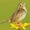 Henslow Sparrow Bird On A Flower paint by numbers