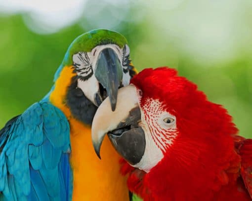 Intimate Colorful Parrots Paint By Numbers