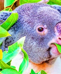 Koala Animal Eating Leaves paint by numbers