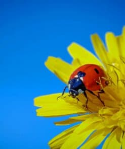 Ladybugs Dandelions Yellow Flower paint by numbers