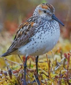 Least Sandpiper paint by numbers