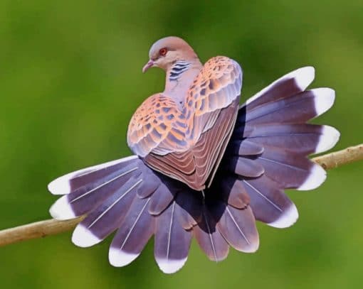 Mourning Dove Bird paint by numbers