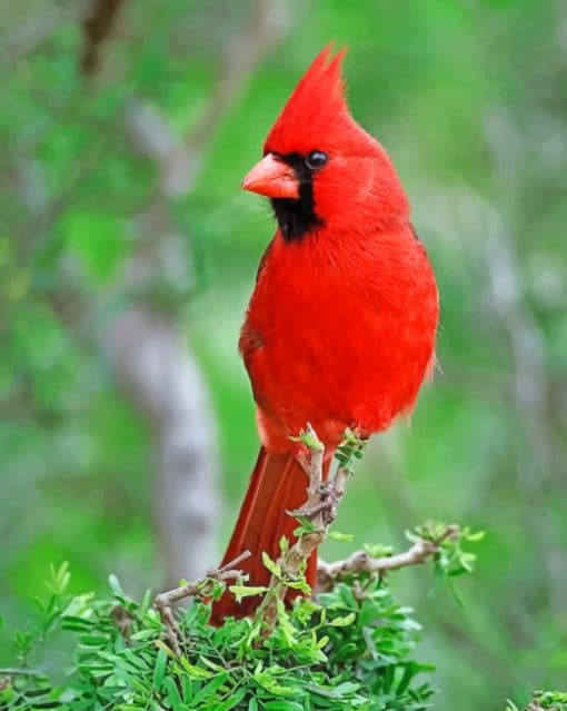 Northern Cardinal Bird paint by numbers