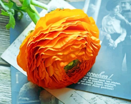 Orange Flower With Vintage Postcards paint by numbers