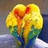 Parrot Birds Love paint by numbers