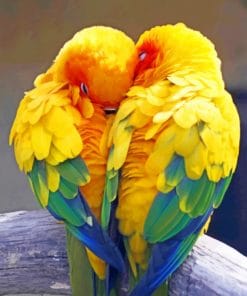 Parrot Birds Love paint by numbers