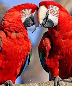 Parrot Couples Paint By Numbers