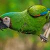 Parrots Birds Ara Beak Green paint by numbers
