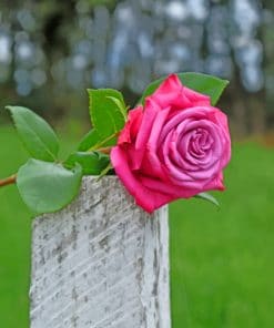 Pink Rose On Trunk paint by numbers