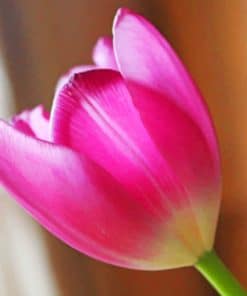 Pink Tulip Blossom paint by numbers