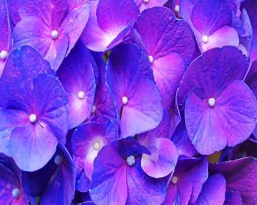 Purple Hydrangea Paint By Numbers