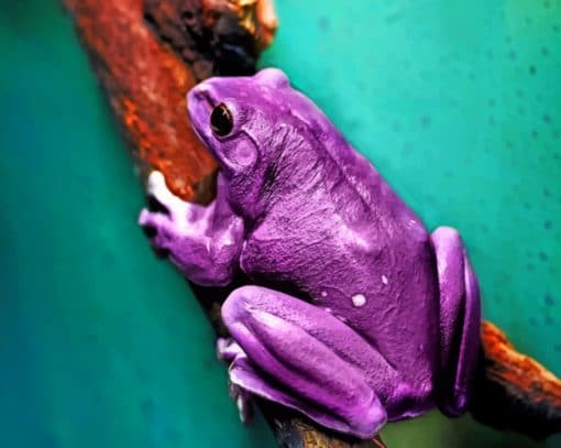 Purple Tree Frog paint by numbers