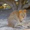 Quokka Animal In Sand paint by numbers