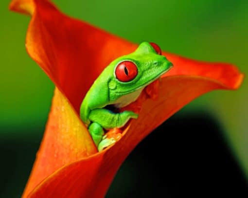 Red Eyed Green Frog paint by numbers