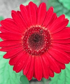 Red Flower In Garden paint by numbers