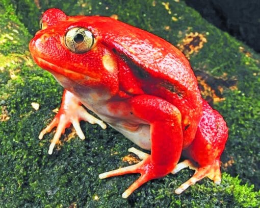 Red Frog Species paint by numbers