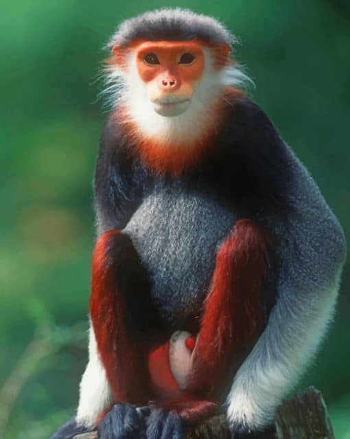 Red Shanked Douc Monkey paint by numbers