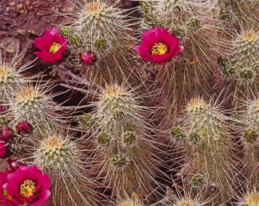 Spiky Cactus Paint By Numbers