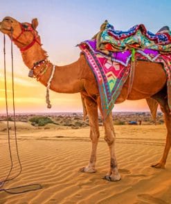 Sunset Camel Paint By Numbers