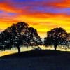 Sunset Trees Paint By Numbers