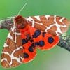 Tiger Moths Butterfly paint by numbers