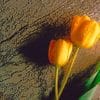 Tulip Flowers With Wet Drops paint by numbers