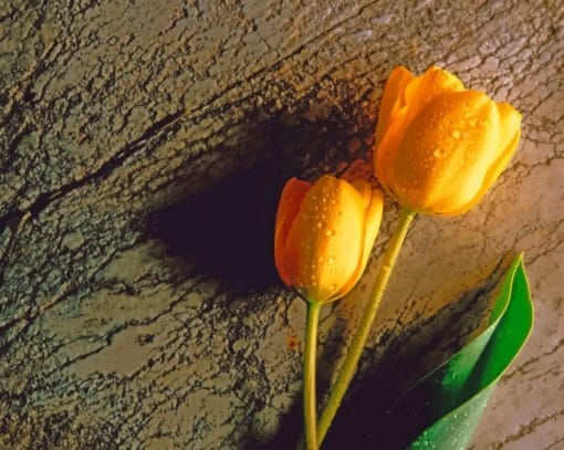 Tulip Flowers With Wet Drops paint by numbers