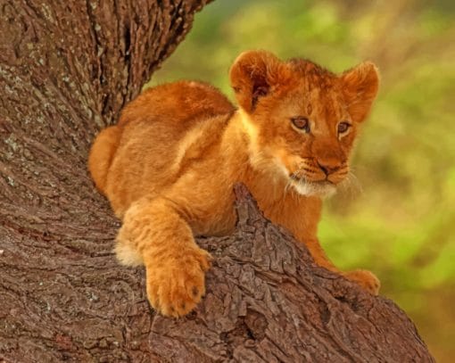 Wild Lion Cub paint by numbers