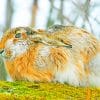 Wild Rabbit Species paint by numbers