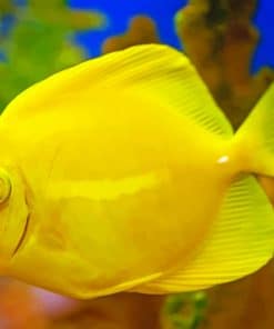 Yellow Tang Fish paint by numbers