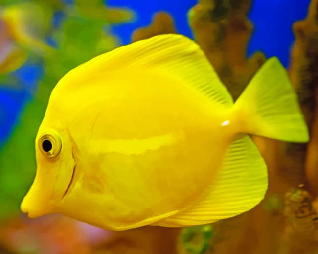 Yellow Tang Fish paint by numbers
