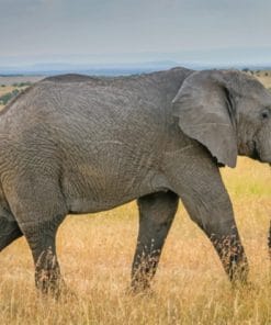 African Grey Elephant In Nature paint by numbers