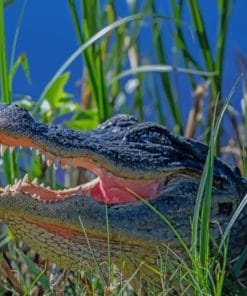 American Alligator paint by numbers