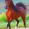 Arabian Horse paint by numbers