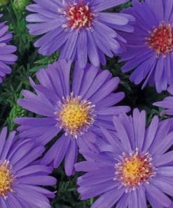 Velvet Aster Flower paint by numbers