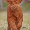 Baby Brown Cow paint by numbers