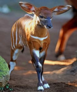 Baby Cute Okapi paint by numbers