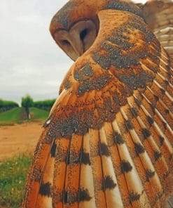 Barn Owl Bird paint by numbers