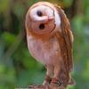 Barn Owl Bird paint by numbers paint by numbers