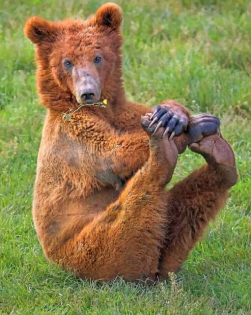 Bear With Legs Up paint by numbers
