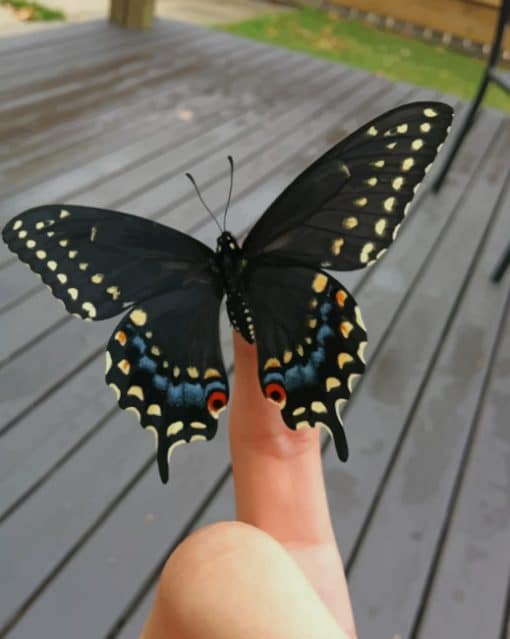 Beautiful Black Butterfly paint by numbers