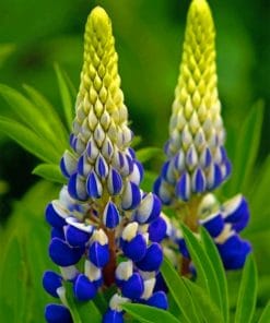 Beautiful Blue Lupine Flowers paint by numbers