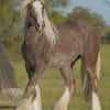 Beautiful Grey Horse paint by numbers
