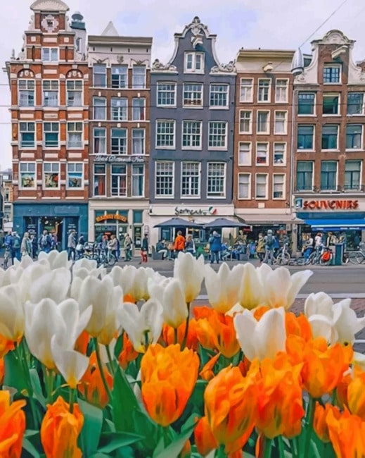Beautiful Houses In Amsterdam And Tulips paint by numbers