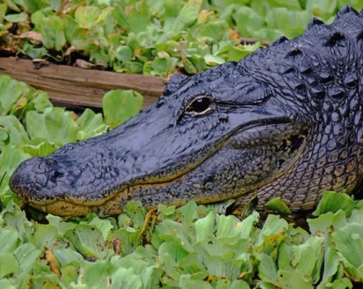 Black Alligator In Swamp paint by numbers