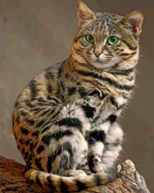 Black Footed Cat paint by numbers