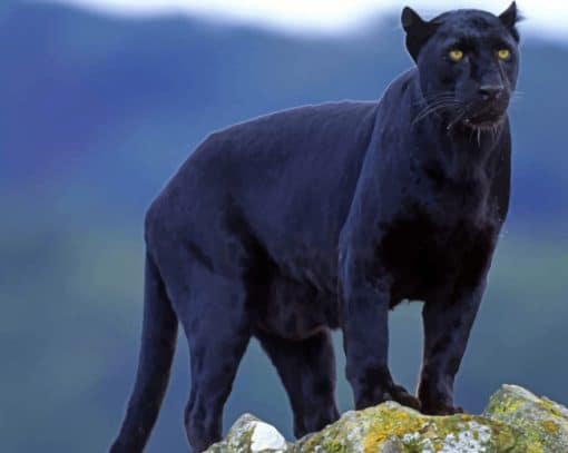 Black Tiger Panthers In Alabama paint by numbers