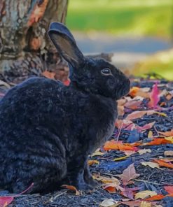 Black Rabbi Bunny Hare Wildlife paint by numbers