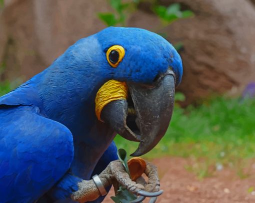 Blue Macaw Parrot Bird paint by numbers