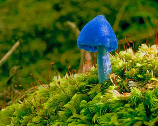 Blue Mushroom On Green Moss paint by numbers
